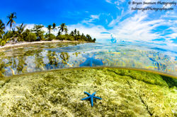 Over/Under Starfish on Island