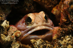 Blotched Jawfish