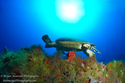 Green Sea Turtle