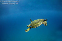 Green Sea Turtle