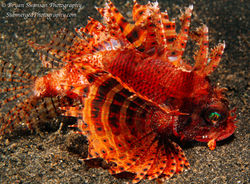 Shortfin Lionfish