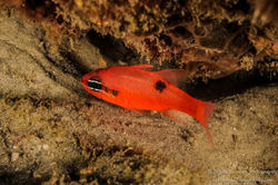 Flamefish