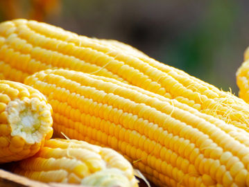 Jagung. (petani-sejahtera.basf.co.id).