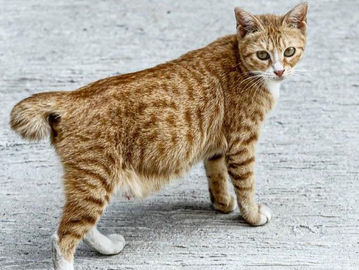 Kucing. (Fernando Randy/Historia.ID).