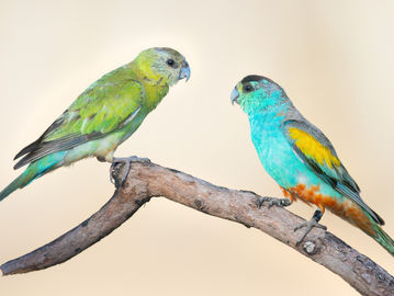 Ilustrasi burung nuri. (Wikimedia Commons).