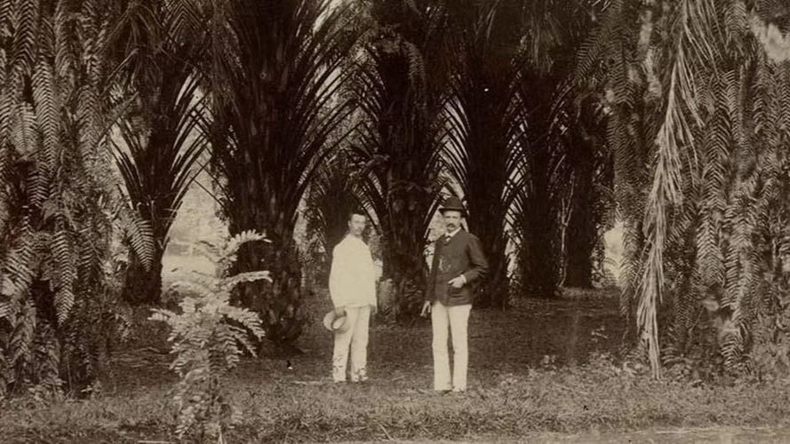 Dua orang pria berdiri di antara pohon-pohon kelapa sawit (Elaeis guineencis) di Kebun Raya Bogor, Jawa Barat, sekitar tahun 1899. (Museum Volkenkunde/Het Geheugen).