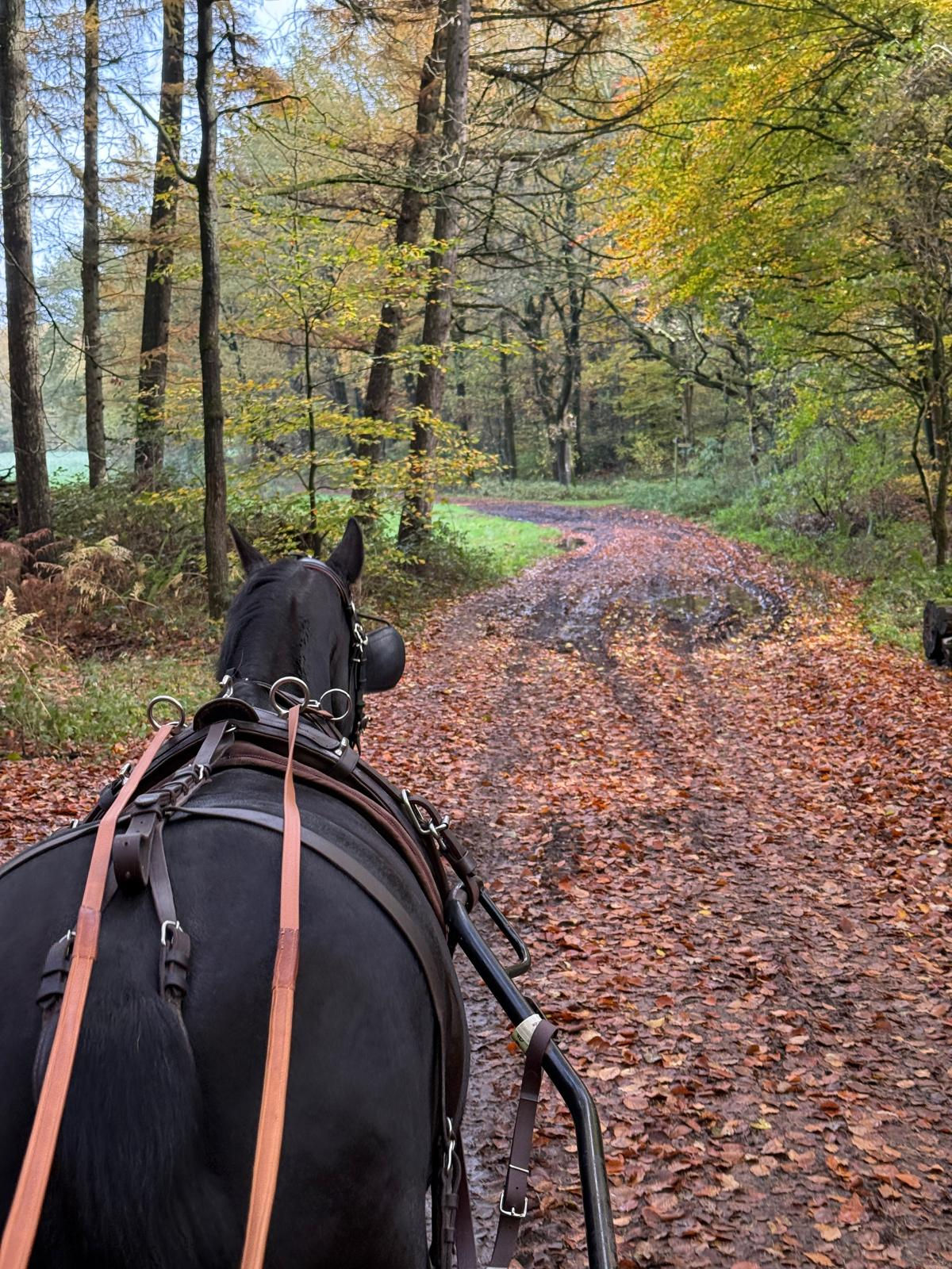 Biothane Zugstränge WB 215cm