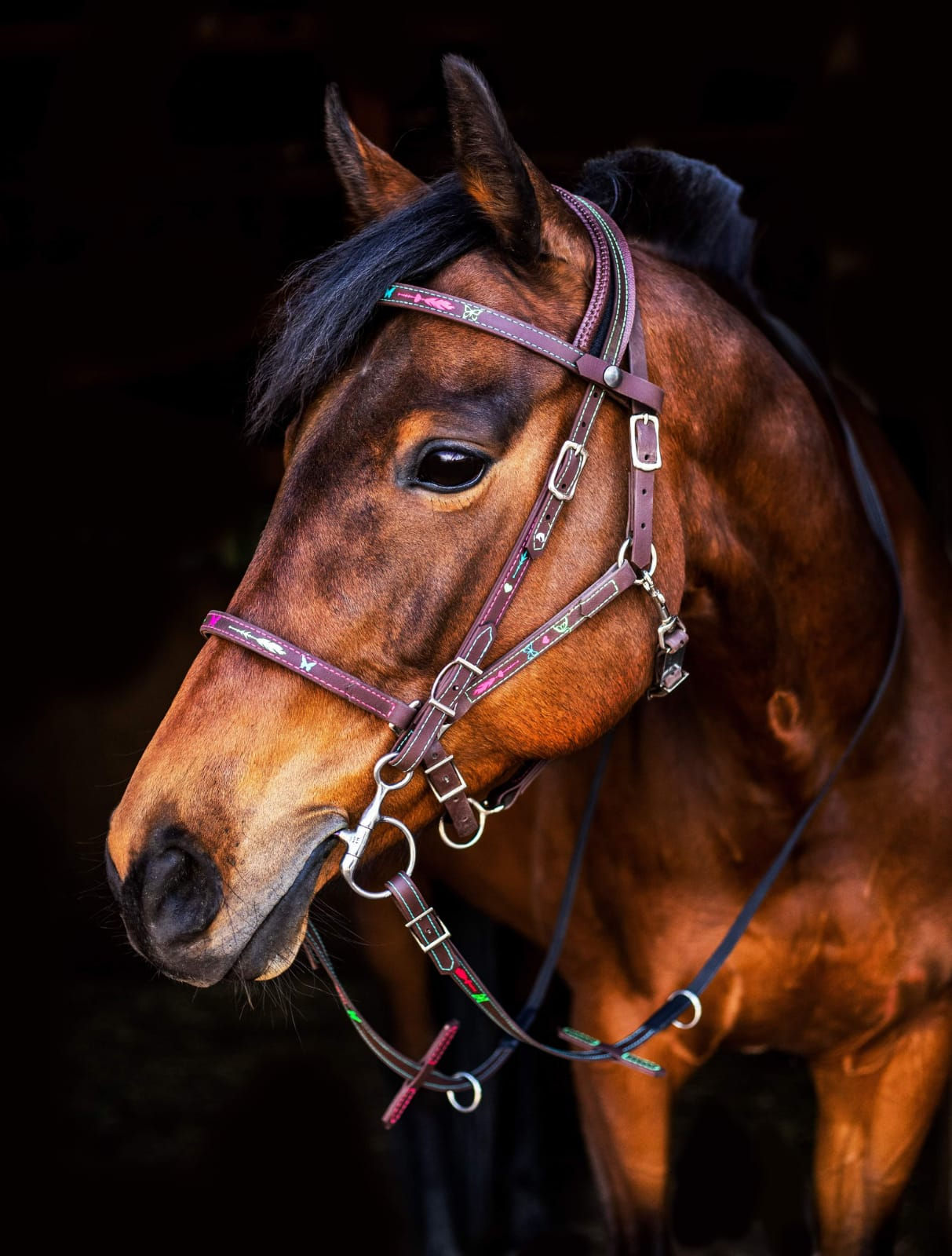 Quickbridle ( Zweiteiler)