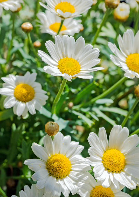 Leucanthemum Silberprinzesschen (3).png