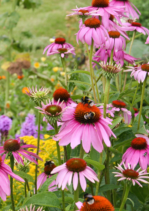 Echinacea Rubinstern (2).png
