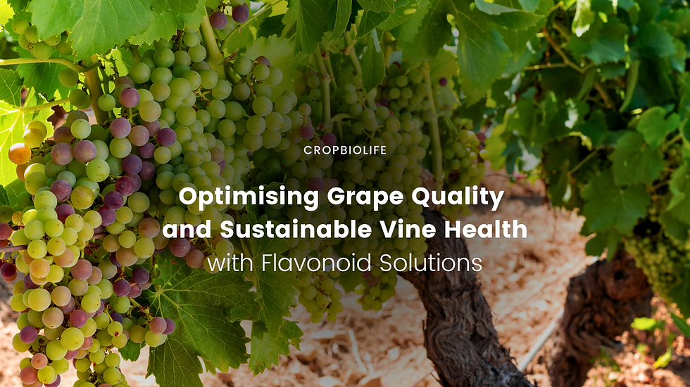 Optimising Grape Quality and Sustainable Vine Health with Flavonoid Solutions