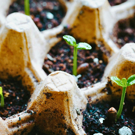 Young green sprouts emerging from soil in a brown egg carton, close-up. The setting is rustic with a fresh, hopeful mood.