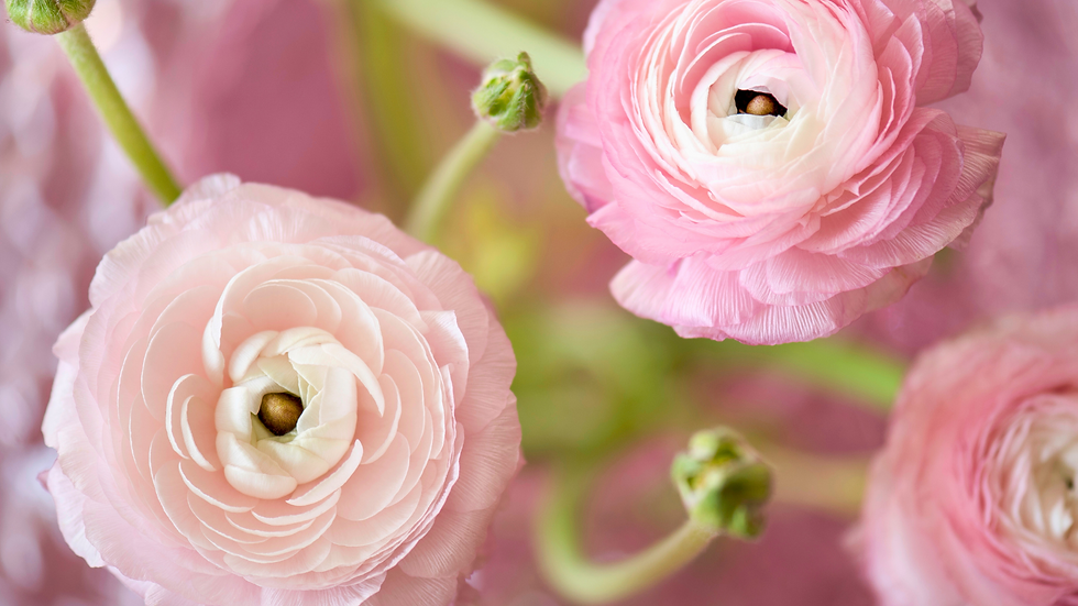 Close-up of pink and white ranunculus flowers with green stems, against a soft pink blurred background, creating a serene and delicate mood.