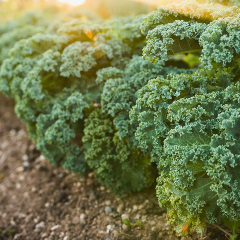 How to Grow Kale