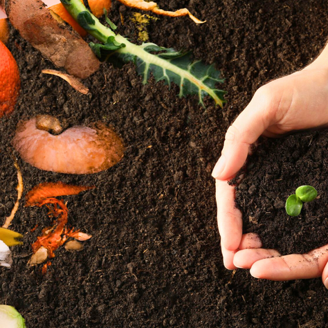 Your Guide to Composting