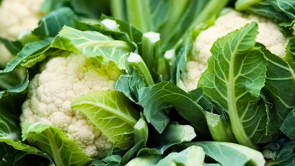 Close-up of fresh cauliflower heads surrounded by green leaves, ready for harvest in a home garden