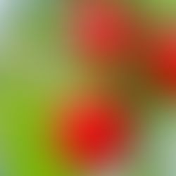 How to Grow Capsicum