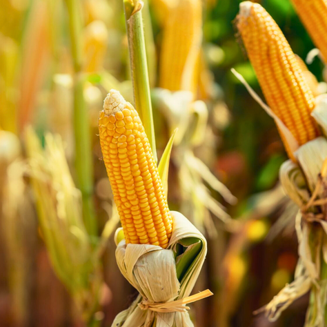How to Grow Corn