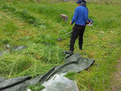 地元の方々による草刈り(餌用)