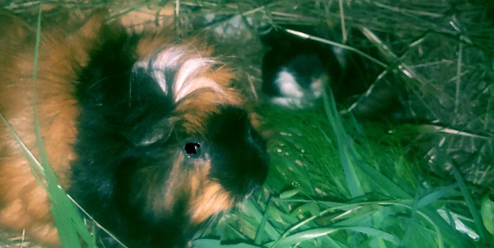 サムネイル： 【写真】最高齢17歳！幸せエコ鶏のキラキラ✨ブロマイド