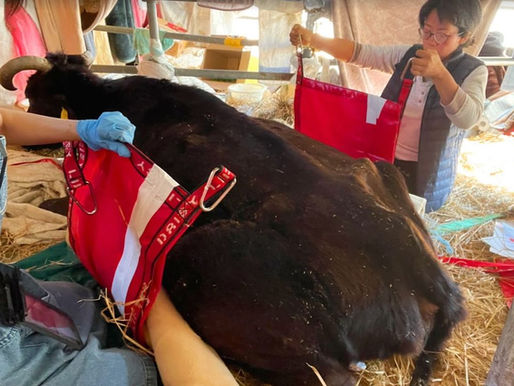 活動報告～六子看護記録（ボランティア編）～