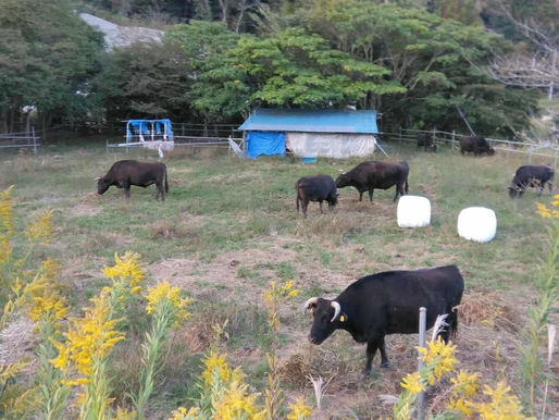 10月の大熊の牛たち