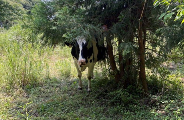 暑い日には日陰で体温調節するセブン