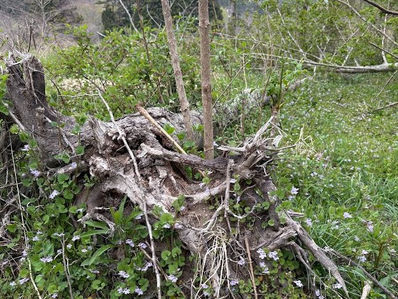【ミニ連載】里山再生放牧って何?vol.2「解決策とその効果~在来野草放牧で里山再生」