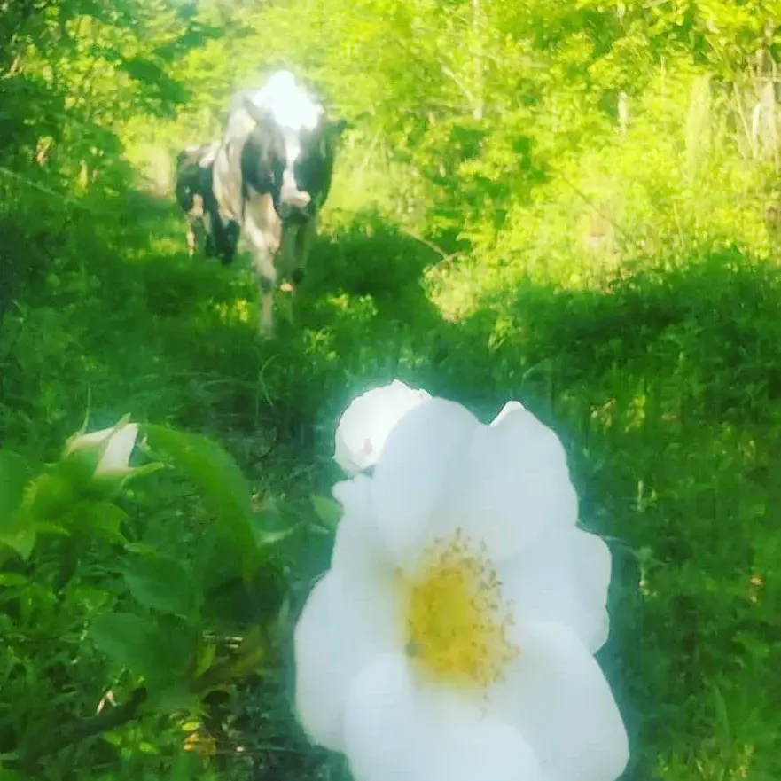 サムネイル： 【商品】幸せエコ動物たちの写真