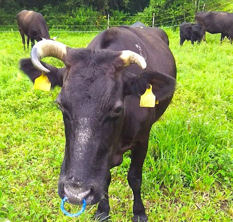 仲間と過ごす片美