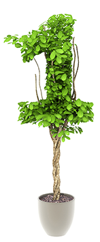 Idea 1