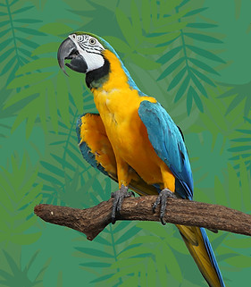 Blue and yellow parrot