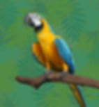 Blue and yellow parrot