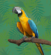 Blue and yellow parrot