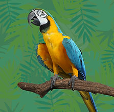 Loro azul y amarillo