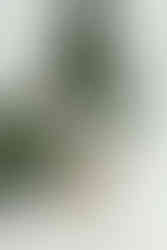 Austin Christmas Mini at Lumen Room - Photo by Meg