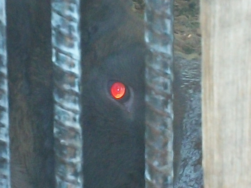 eye of a rabbit (i think)