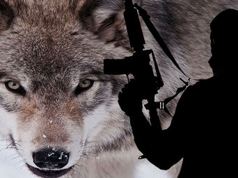 Lone wolves with 'concerning' behavior committed most attacks on federal buildings, Secret S