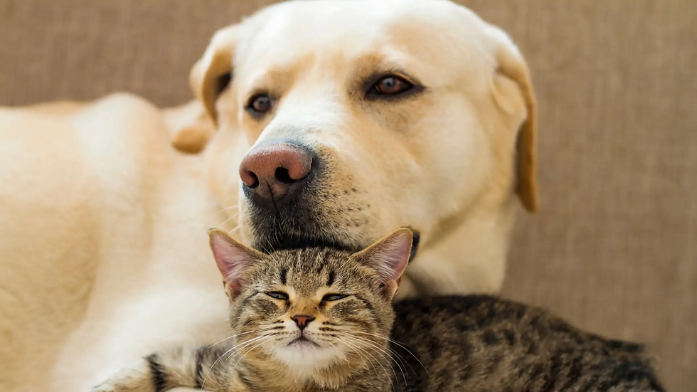 Os animais têm consciência? O que explica o espiritismo