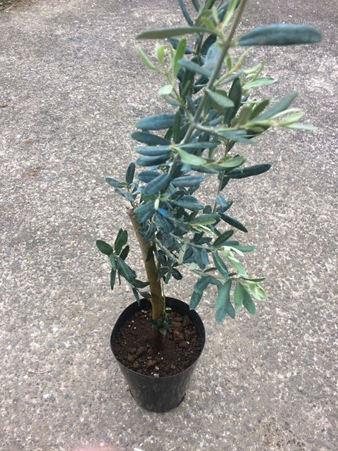 オリーブ原種ゲムリック① No.226 オリーブ苗木 トルコ産【ゲムリック