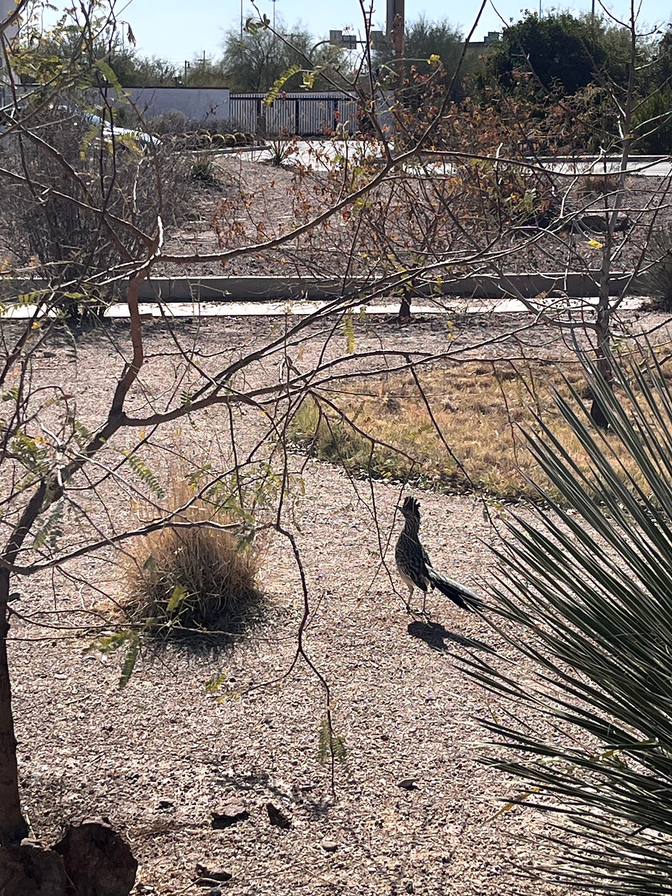 The Great Roadrunner