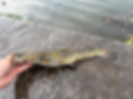 Cobbs Creek Free Fishing