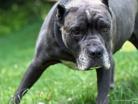 Healthy Cane Corso Italiano