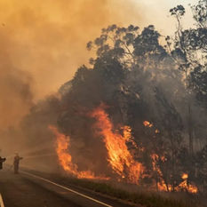Árvores Desenvolvem Estratégia Inusitada para Sobreviver a Incêndios Florestais