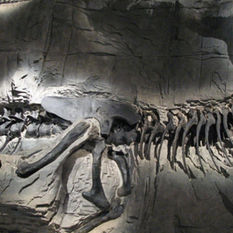Tiranossauros