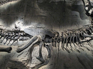 Tiranossauros