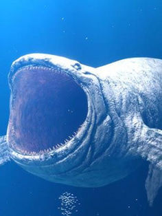 Mistério | O Bloop, o som misterioso do oceano que intrigou cientistas por anos