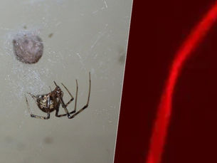 Pesquisa alemã abre portas para avanços em materiais inspirados na natureza ao criar teias fluorescentes vermelhas com edição genética