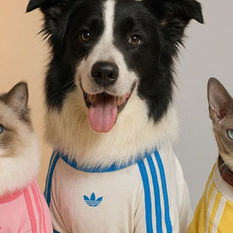 adidas Originals pet