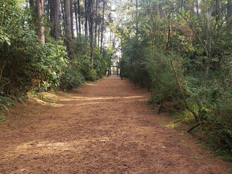 La acción de protección y su eficacia en el amparo de los derechos de la naturaleza